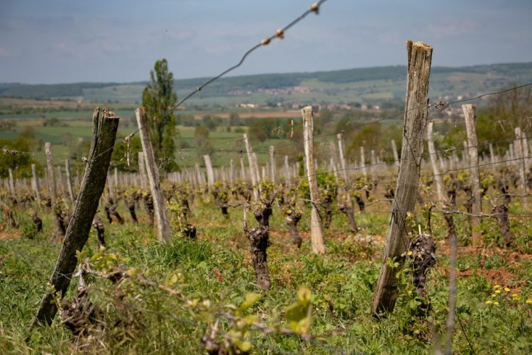 Winnica we Francji z widokiem na pola winogron