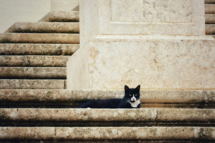 Wyspa Malta, Galerie sztuki, Muzea i Festiwale