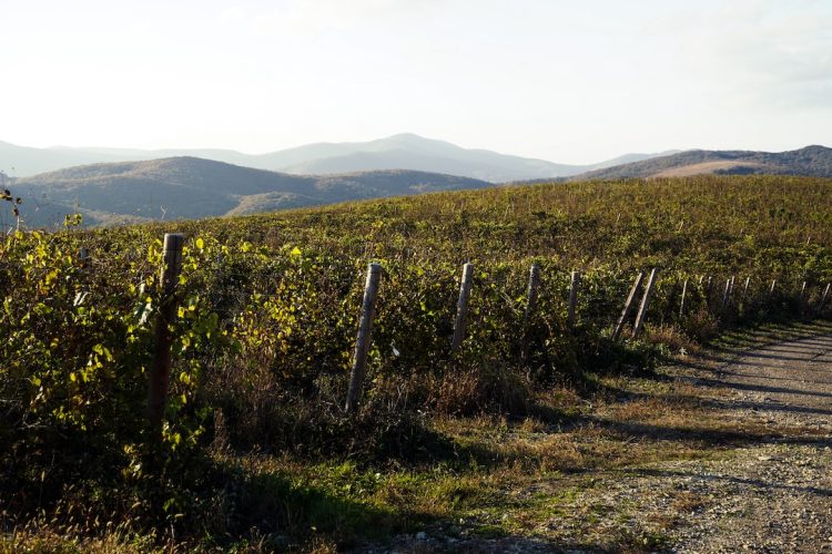 Widok na piękną węgierską winnicę