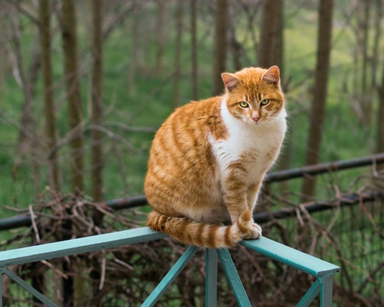 Płatne parkowanie w mieście Larissa